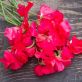 Nicolinas blommor