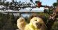 norrgard-stugby